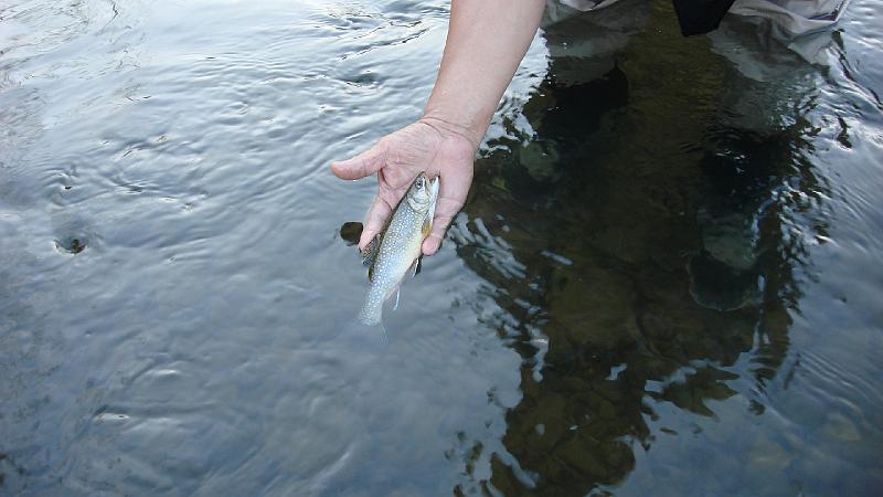 Steve's Brookie on Kettle2.JPG